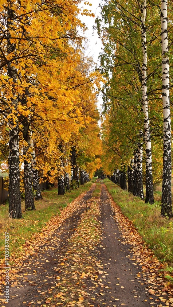 Obraz premium Autumnal path through trees (1)