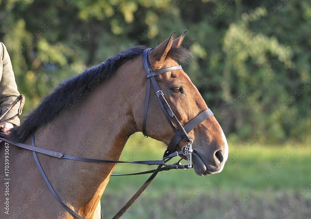 Fototapeta premium The head of a bay horse wearing a bridle and a standing martingale.