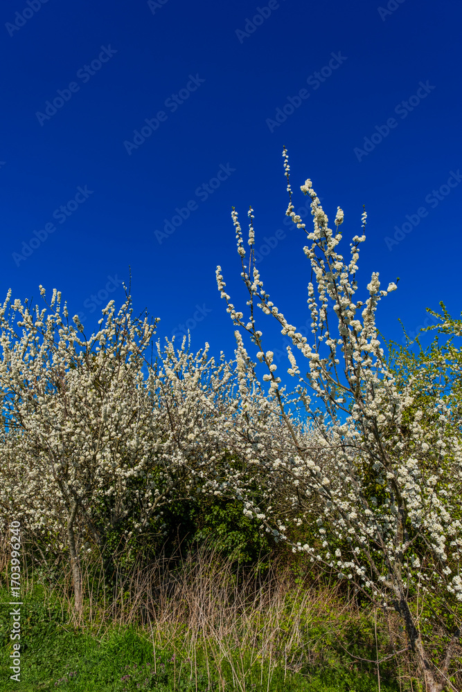 Fototapeta premium Blossom and Blue Sky Vale of Evesham Worectershire England UK