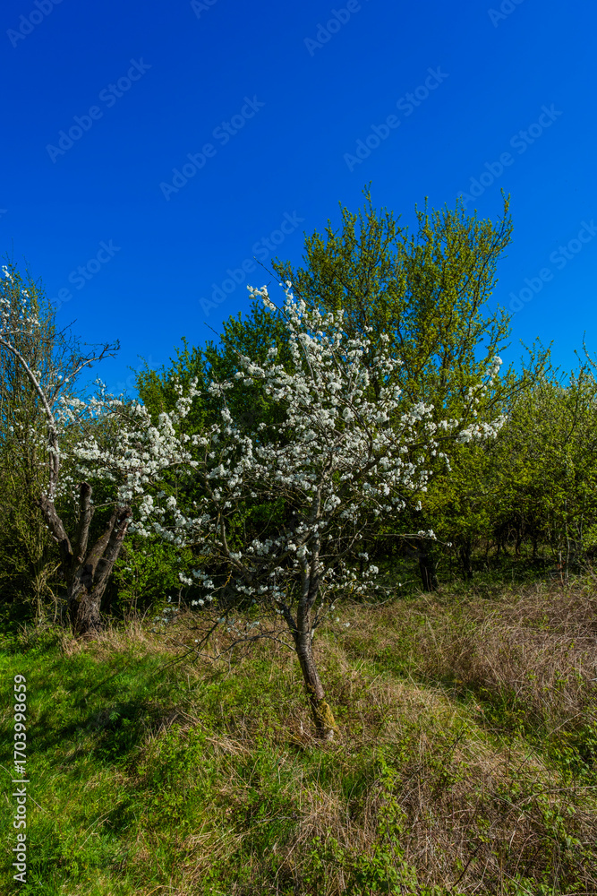Fototapeta premium Blossom and Blue Sky Vale of Evesham Worectershire England UK