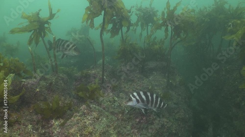 Red moki Cheilodactylus spectabilis swimming in kelp forest of brown stalked kelp Ecklonia radiata. Location: Leigh new Zealand