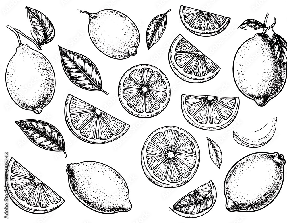 custom made wallpaper toronto digitalHand-drawn graphic of citrus fruits and leaves
