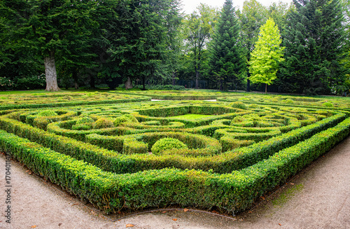 Trimmed boxwood bushes in an old garden	