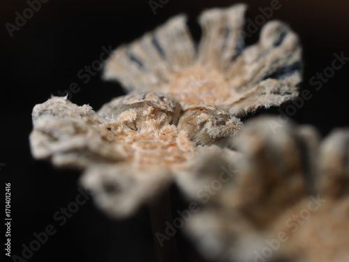 Wallpaper Mural close up of mushroom seedling growing in soil with blurred background. Torontodigital.ca