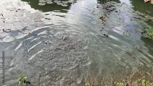 footage 4k feeding fish in the pond