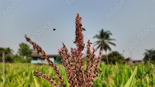 Full HD slow motion of bees on corn flower collecting nectar