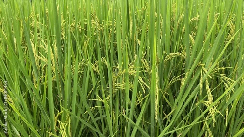 footage 4k closeup rice plants in the rain 