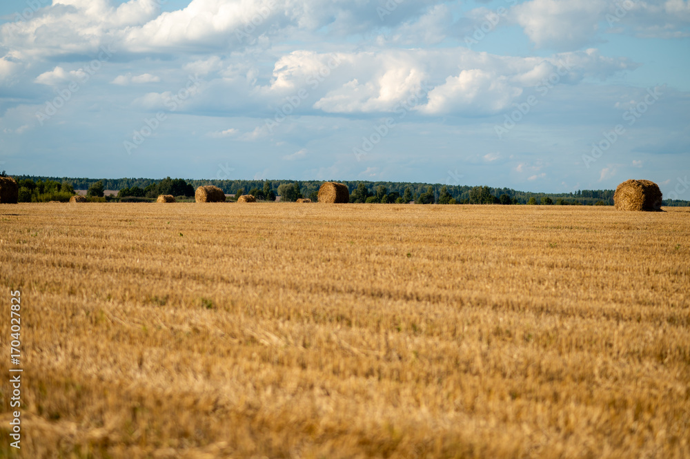 Fototapeta premium Round hay bales on a mowed field under a cloudy blue sky