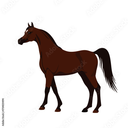 Elegant brown Arabian horse with a white blaze, standing in a classic profile pose.