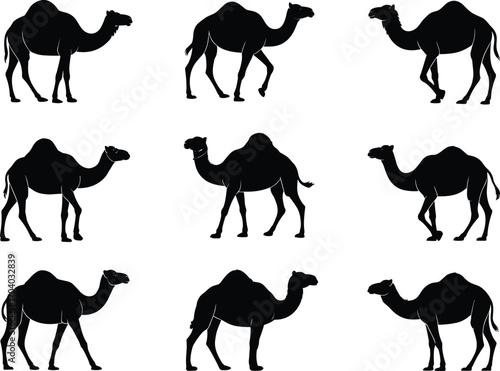 Collection of camel silhouette vector illustrations, desert animal graphics set, Arabian camel design elements for wildlife, travel, culture, safari, isolated flat style