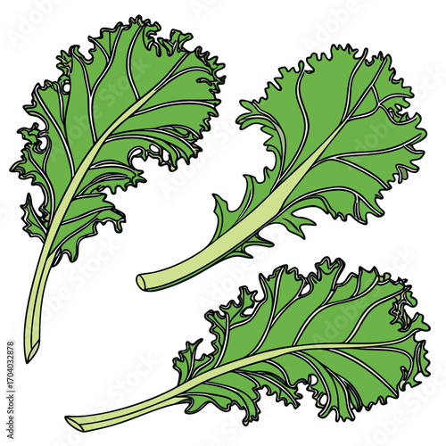 Three green kale leaves with detailed veins on a white background leaf vegetable