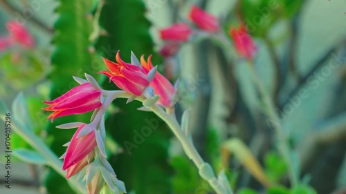 Closeup footage of pink succulent flowers blooming against a soft, green cactus-filled background