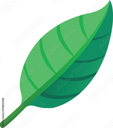 green leaf vector illustration