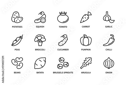 Eco vegetables with names related vector linear icons set. Isolated icon collection such as potatoes, squash, tomato, carrot, garlic, peas, broccoli, chilli, beans, batata and more.