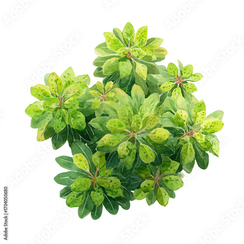 watercolor vector of Euphorbia, isolated on a white background.