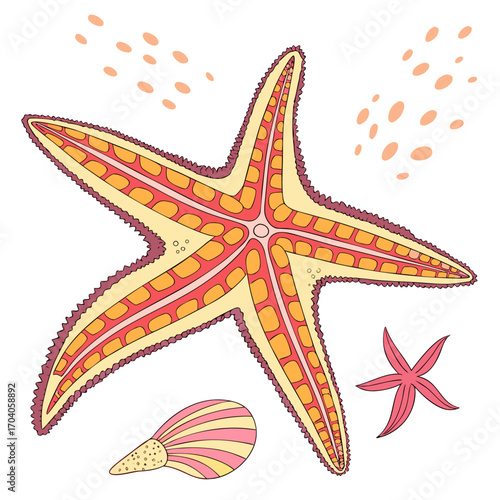 Colorful starfish and seashell