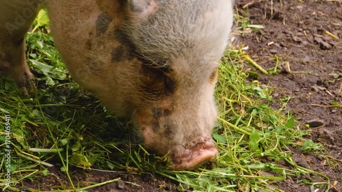 Close up of a large pot-bellied pig eating grass from the ground on a farm on a sunny day