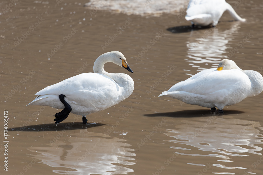 Fototapeta premium A migratory whooper swan (Cygnus cygnus) walking in a pond