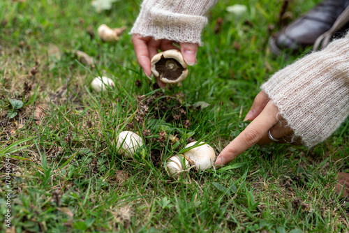 Hands foraging mushrooms grassy ground