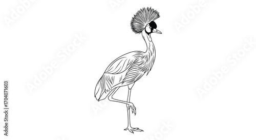 An intricate line drawing of a crowned crane standing on one leg with detailed plumage and a striking head crest.