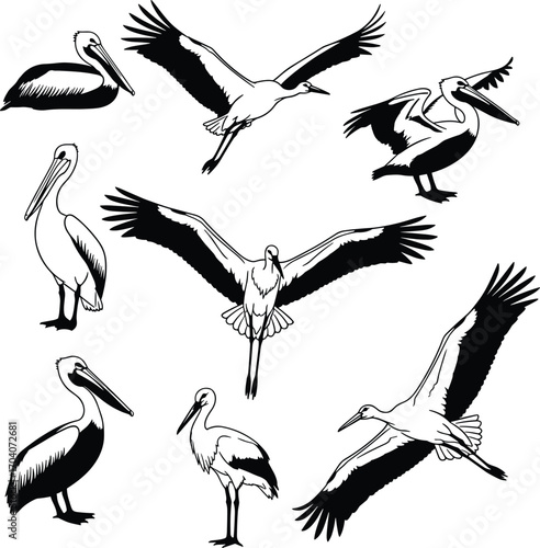 flying bird, bird silhouette, pelican vector, stork illustration, wildlife art, nature drawing, feather detail, wing spread, bird anatomy, standing bird, black vector, bird pose, animal graphic, bird 