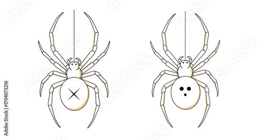 Two stylized illustrations of spiders with distinct abdominal markings suggesting different species or classifications.