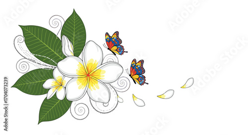 Delicate white frangipani flowers with green leaves and butterflies fluttering gracefully.