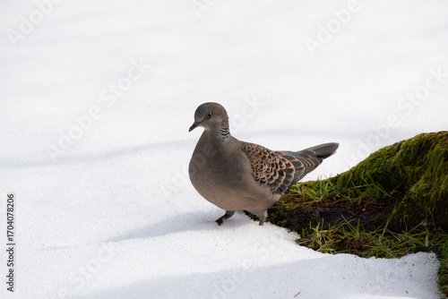 The Oriental turtle dove (Streptopelia orientalis) walks on the snow.