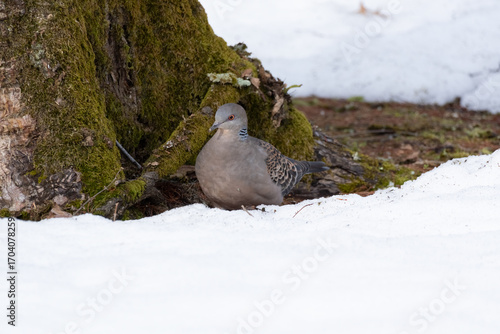 The Oriental turtle dove (Streptopelia orientalis) rests to avoid the snow.