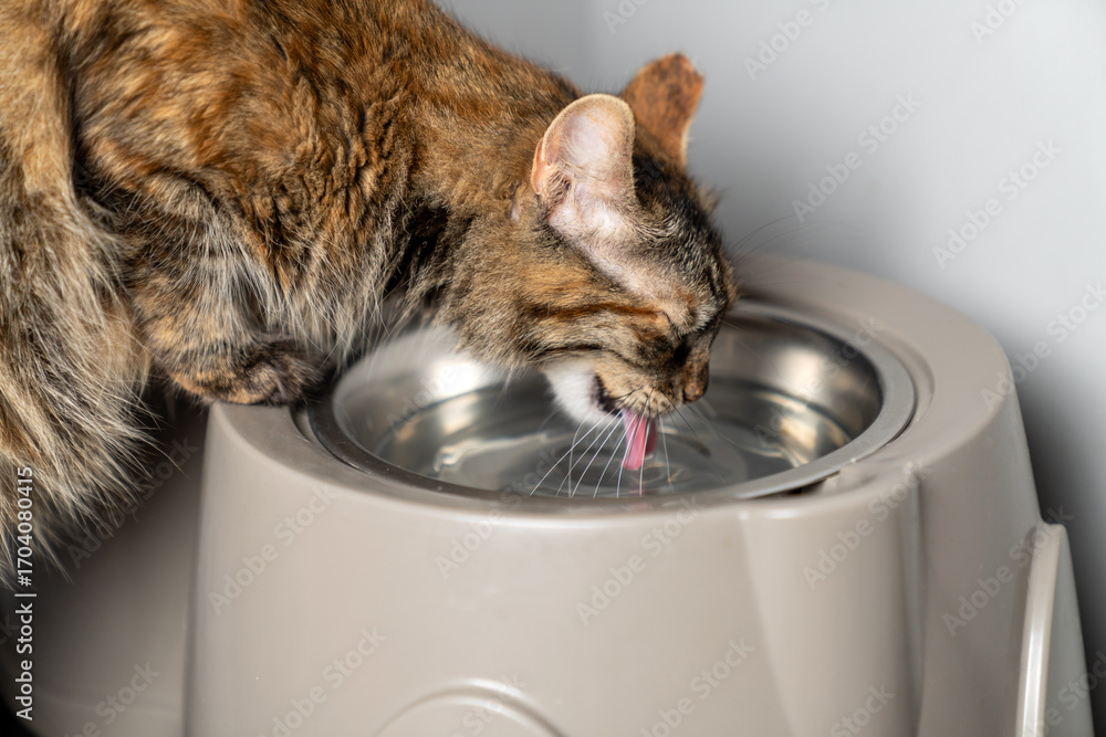 Φωτογραφία Cat drinking fresh water from shiny metal bowl indoors, cute domestic cat hydrating in kitchen, healthy pet care routine, close up of feline animal during daily life moment at home