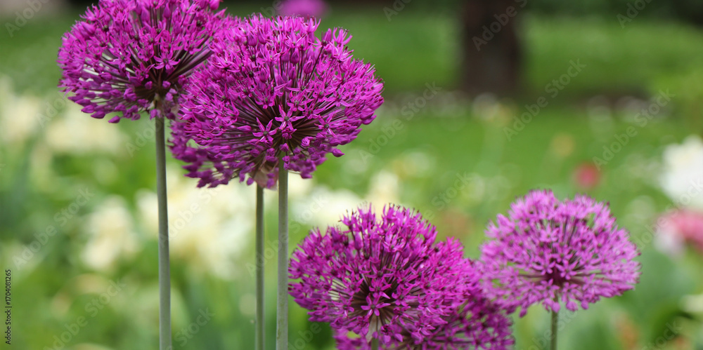 Fototapeta premium lavender , purple, blue shades of flowers - beautiful, blossom flowering plants - blue shades lavender flower- violet flower - purple flower - wallpaper