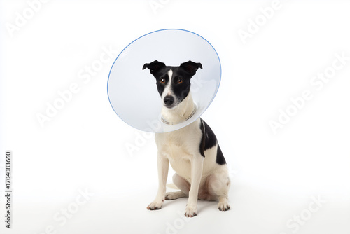 Dog wearing protective medical cone collar on white background