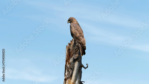 Lesser spotted eagle perched on a tree stump against blue sky