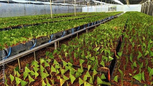 Greenhouse nursery of eucalyptus seedlings arranged in rows, symbolizing sustainable forestry and cultivation.
