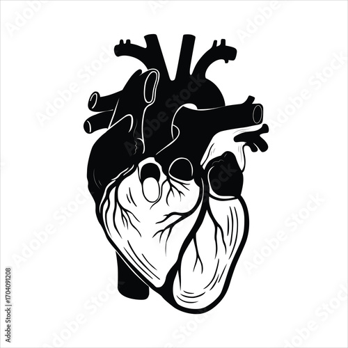 Anatomical heart illustration isolated on white background in black and white, 