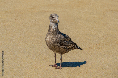 Sea Gull at Sea Bright Newe Jersey