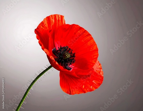 Vivid red poppy, detailed close-up, against a muted gray background