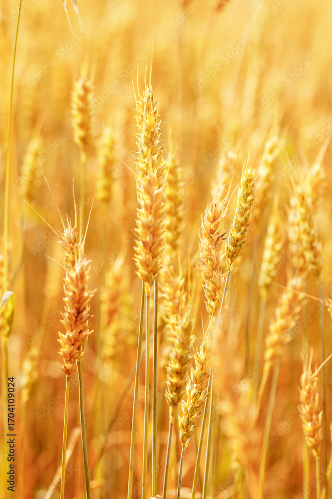 Fototapeta premium Close-up view of golden wheat ears in a sunlit field. Aesthetic view on ripe grain spikes swaying in warm light, Agriculture, harvest, and natural abundance, traditional farming. Durum crops growth.