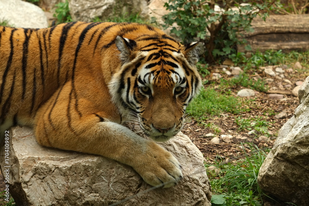 Fototapeta premium tiger claw