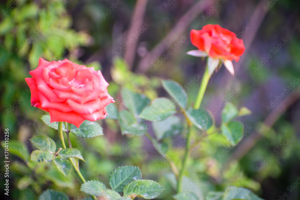 Fototapeta premium red rose in garden