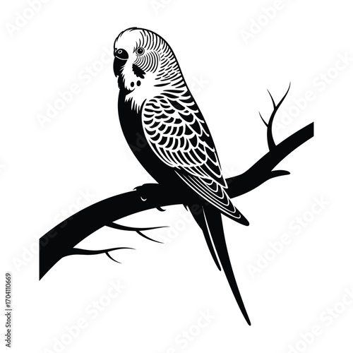 Budgerigar parakeet perched on branch silhouette vector isolated black and white