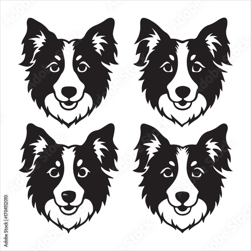 An Intelligent and Expressive Border Collie, a Keen and Agile Herding Dog with a Tireless Spirit and Working Instinct, an Athletic and Loyal Companion