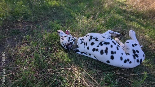 Joyful dalmatian dog playfully rolling on its back in green grass. Cute pet having fun, enjoying leisure on a warm, sunny day in park.