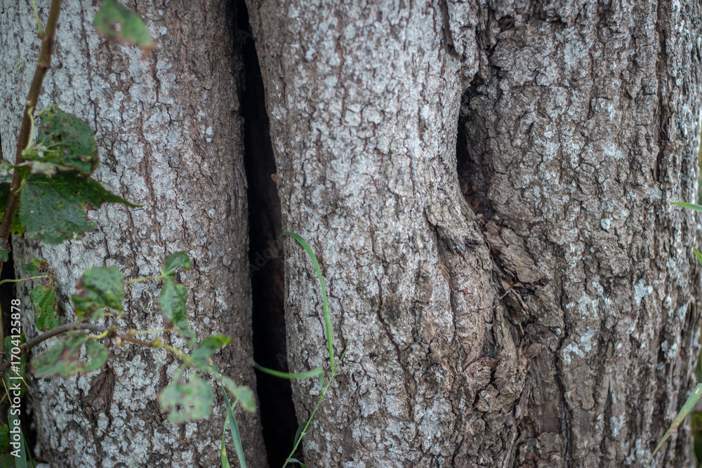 Fototapeta premium Detailed view of rough, weathered tree bark showing a hollow and deep crevice, with green leaves and grass in the foreground.