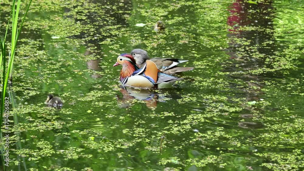 Mandarin duck swimming in lake 4k video. Colorful bird in wild nature ...