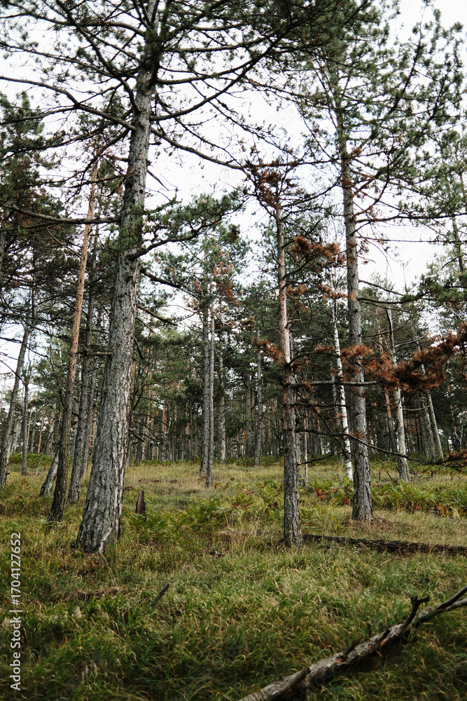 Obraz premium Pine forest landscape in Divcibare, Serbia with tall trees on a hillside
