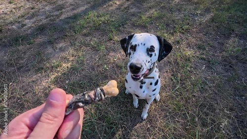 Happy dalmatian dog takes treat from owner hand, eating reward for obedience. Close-up video showing pet joyful expression on a sunny day in the park.