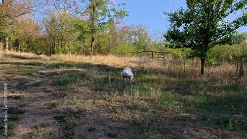 Happy dalmatian dog running in park, playing with owner, chasing a bright orange ball on sunny summer day. Active pet lifestyle concept.