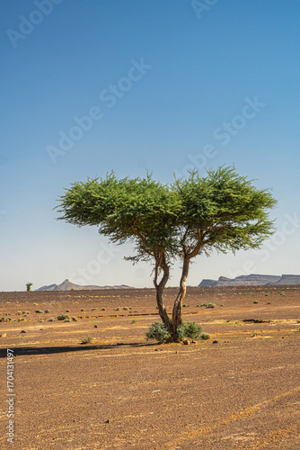 Lonely acacia tree in Morocco Sahara desert standing on dry sandy plain with distant rocky hills and clear blue sky creating iconic desert scenery