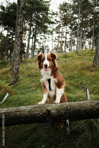 Australian Shepherd dog standing on a fallen tree in a forest at Divcibare, Serbia, hiking and travel with pets concept
